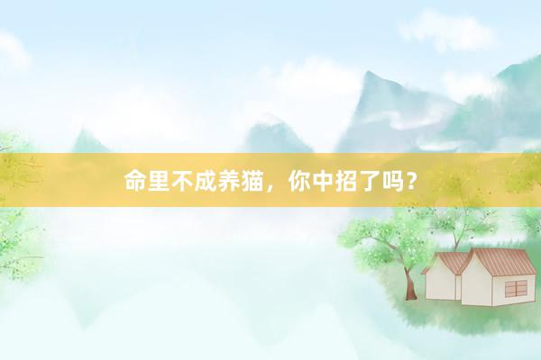命里不成养猫,你中招了吗?